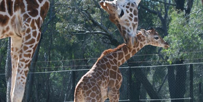 Zoo welcomes male Giraffe calf