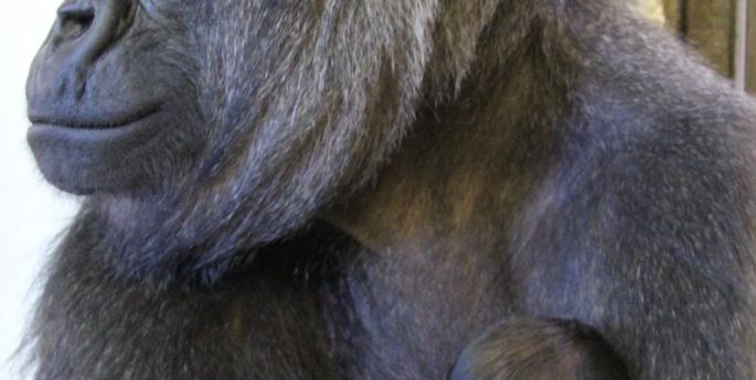 Male gorilla baby born at Taronga