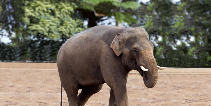 TARONGA’S ASIAN ELEPHANT BULL IS MOVING TO DUBBO