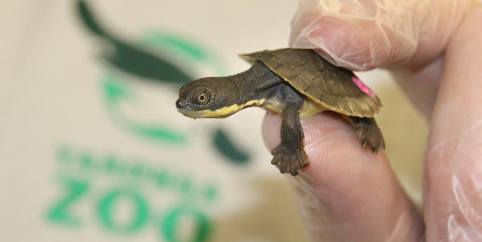 Huge hope for tiny turtles