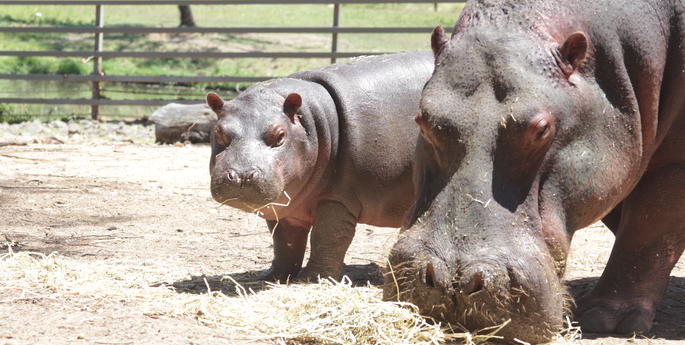 Hippo calf a little lady