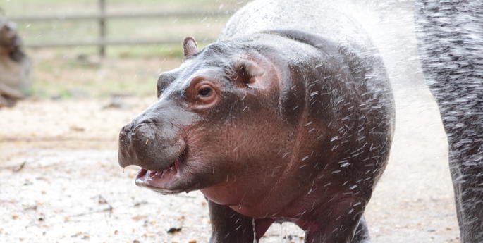 Baby hippo beats summer heat under the hose