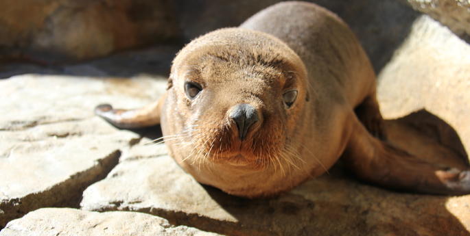 Taronga's Australian Sea-lion pup is great news for future