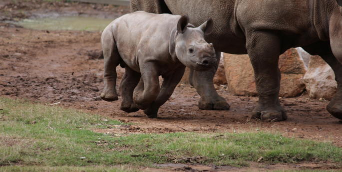 Black Rhino calf is now on display