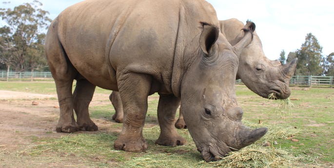 Winston the White Rhino settles in to new home