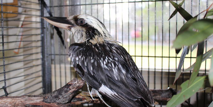 A flurry of feathers at Taronga Western Plains Zoo’s Wildlife Hospital