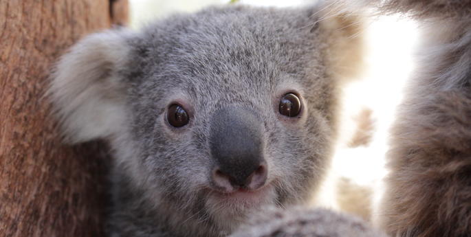 Koala joey emerges from Mum's pouch