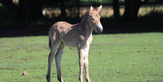Zoo welcomes Przewalski's Horse foal