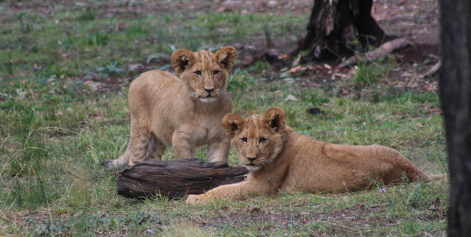 Lions cubs growing up