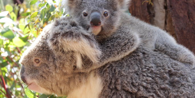 Koala joey emerges from pouch