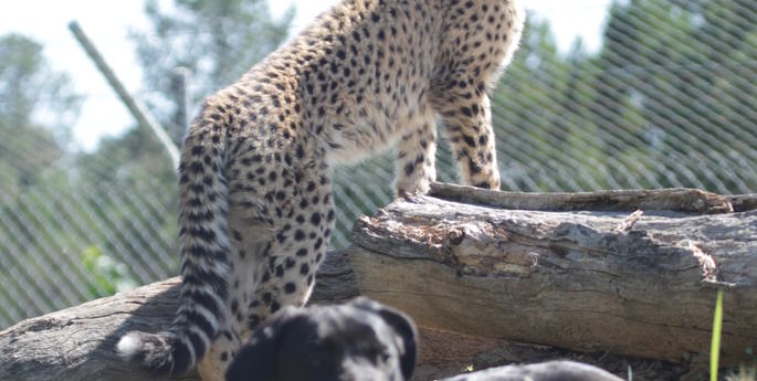 Siri the Cheetah cub continues to thrive