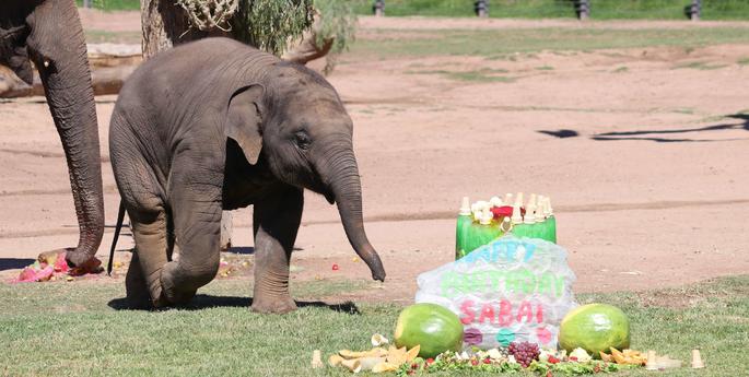 First birthday for Asian Elephant calf Sabai
