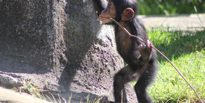 Chimp Infant Fumo is Learning Fast