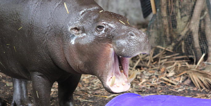 Hungry hippos enjoy new enrichment