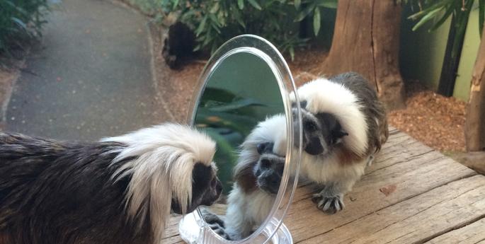 Cotton-top Tamarin brothers check out their new enrichment