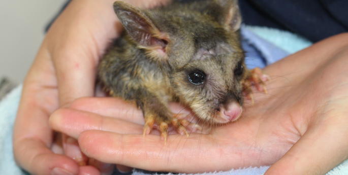 Baby Brush Tailed possum rescued from storm