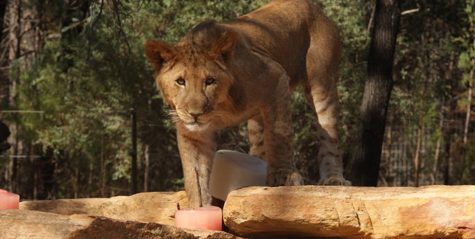 Lion cubs celebrate first birthday