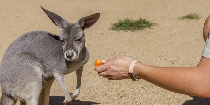 Motorists can save Australian wildlife on the road