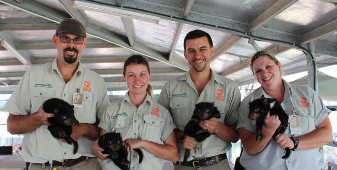 Zoo continues breeding success for Tasmanian Devils