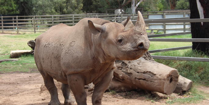 Zoo excited for pending Black Rhino birth