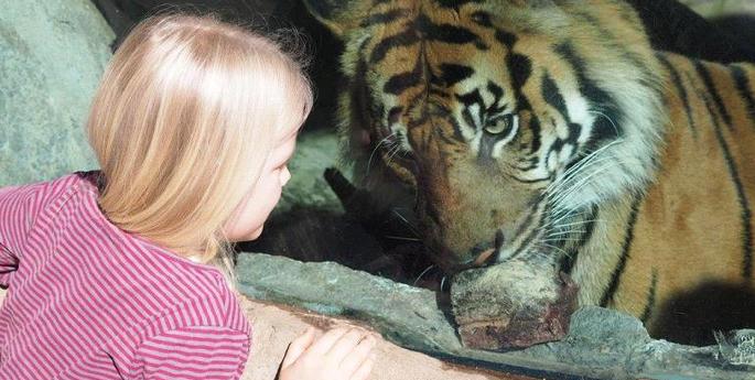 Sydney schoolgirl raises $500 to support Sumatran Tigers