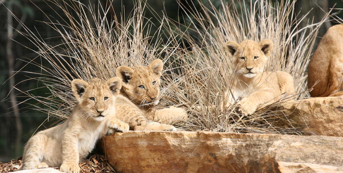 Lion cub trio on display