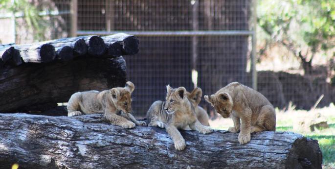 Lion cubs meet older siblings