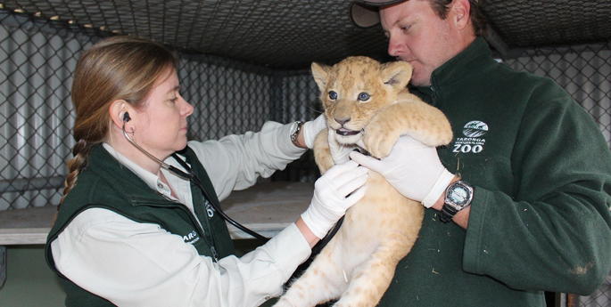 Lion cub trio born at Taronga Western Plains Zoo