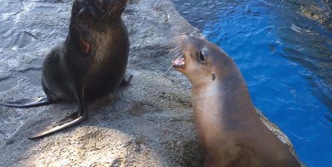 Max makes friends at Seal Bay