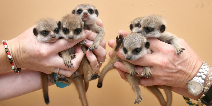Taronga welcomes its largest litter of Meerkats ever