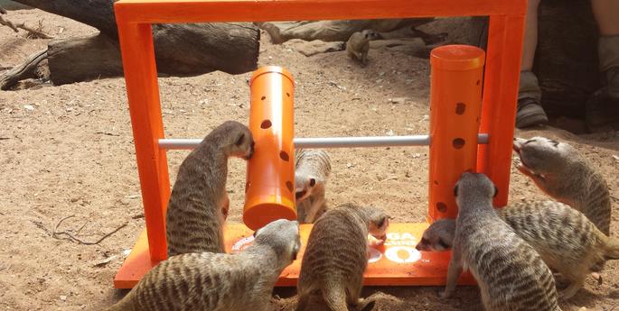 Meerkats enjoy new toy