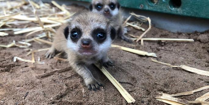 Zoo welcomes more Meerkats