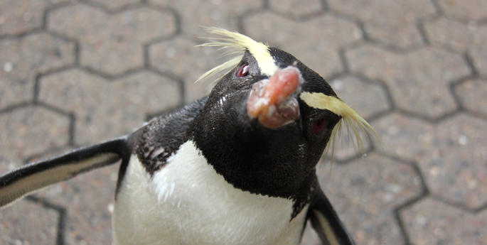 Taronga’s Fiordland Penguin hops on the scales