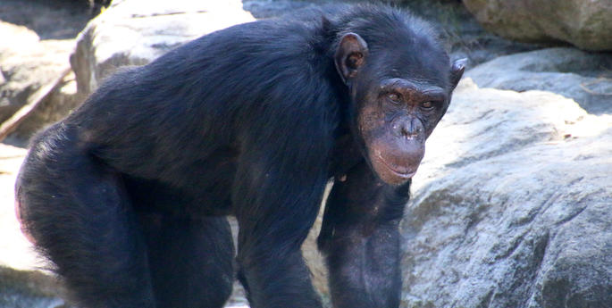 New chimps given space to bond