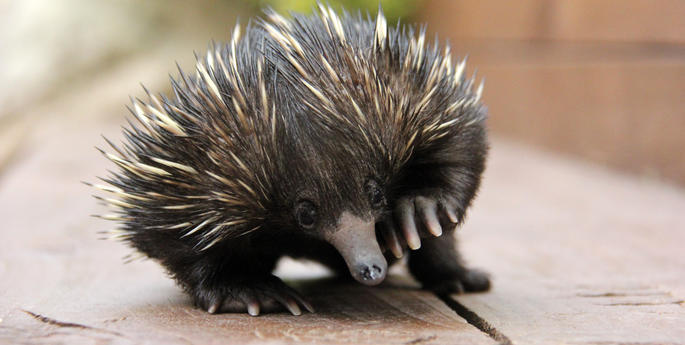 Bulldozer can’t stop baby Echidna
