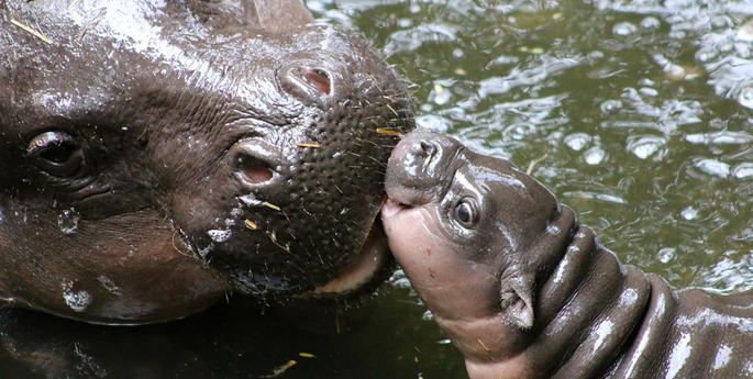 Rare Pygmy Hippo calf makes a splash at Taronga