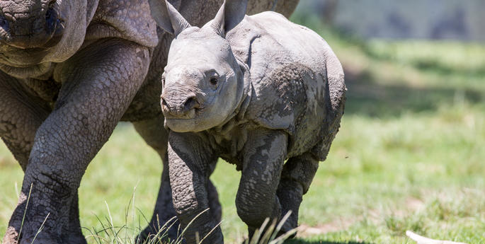 AUSTRALIA’S FIRST GREATER ONE-HORNED RHINO CALF MAKES PUBLIC DEBUT