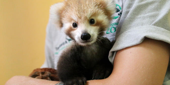 Red Panda cub gets a helping hand