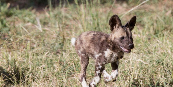 Zoo welcomes nine African Wild Dog Pups