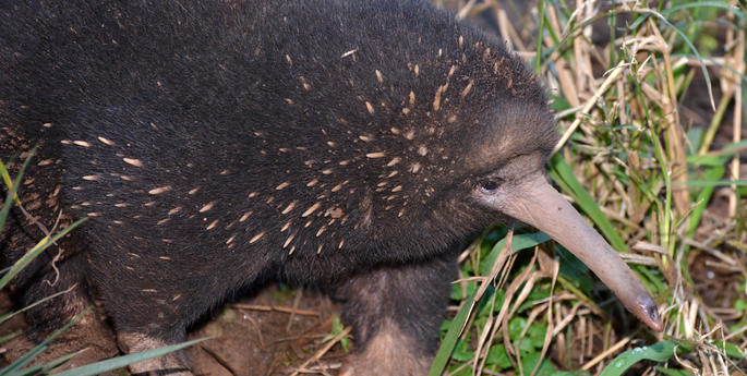 Vale Sheila the Long-beaked Echidna