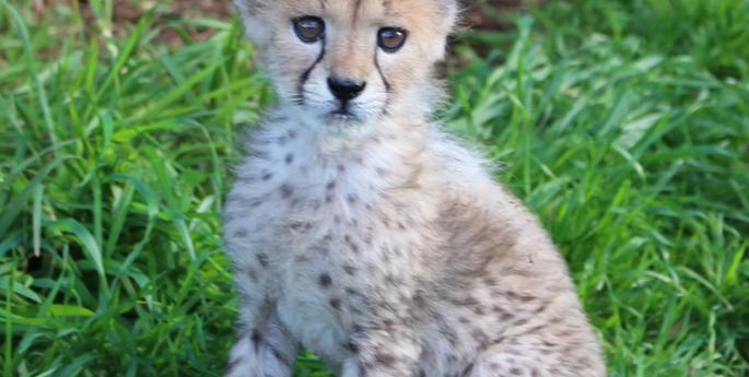 Taronga Western Plains Zoo keepers hand raise Cheetah cub
