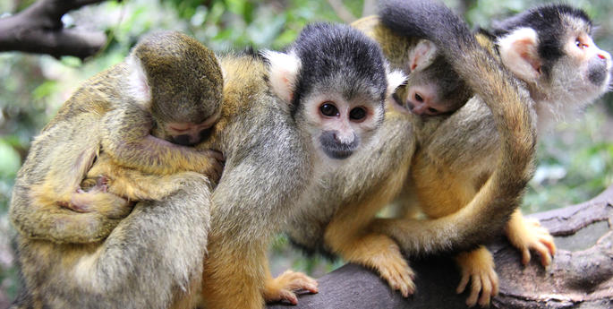 Two tiny new Squirrel Monkeys born at Taronga