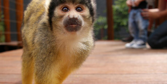 Taronga Welcomes Squirrel Monkeys Into New Jungle Walk