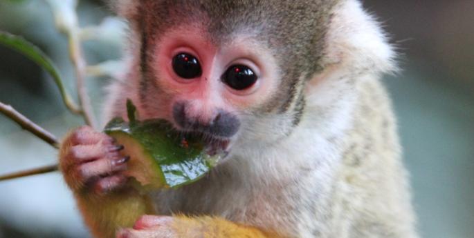 Squirrel Monkeys infants are growing up fast