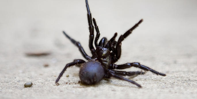 Funnel-webs spin a deadly doorbell