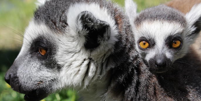 Zoo welcomes baby Lemur