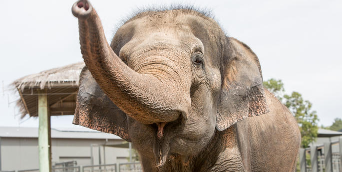 ANOTHER BABY ELEPHANT ON THE WAY TO NSW ZOOS