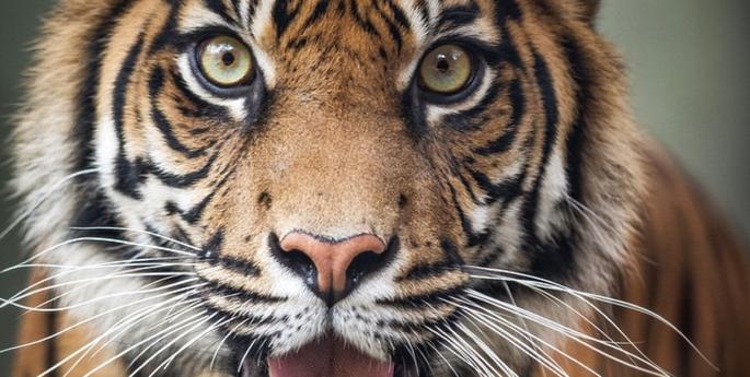 Simple choices can help save tigers