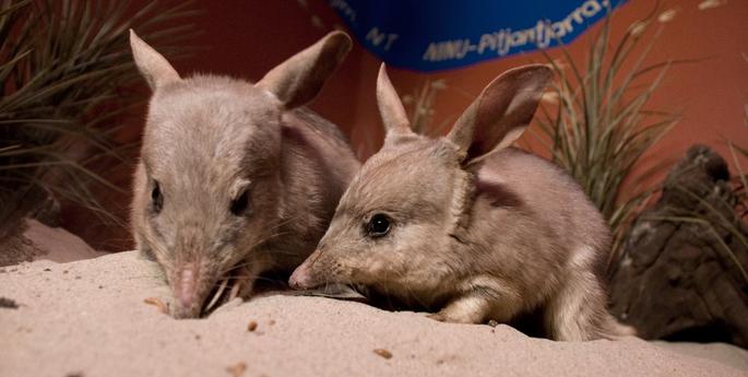 Choose the Bilby this Easter