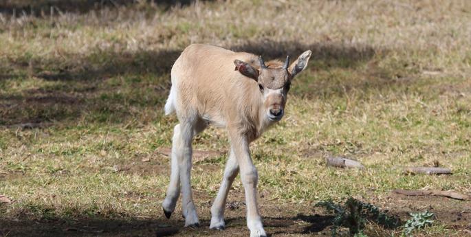 Two healthy Addax calves born in June